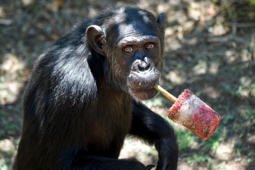 Un chimpanzé mange des fruits frais au zoo Bioparco de Rome.