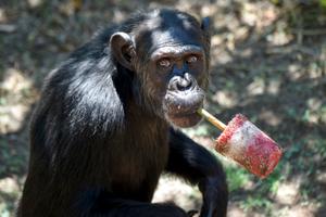 Un chimpanzé mange des fruits frais au zoo Bioparco de Rome.