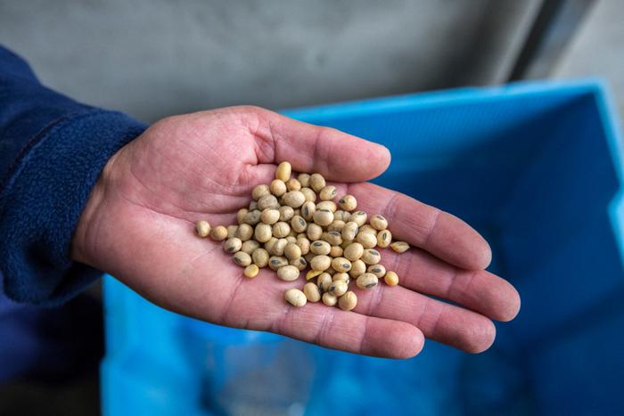 L'Agence nationale de sécurité sanitaire (Anses) recommande de ne plus servir d'aliments contenant du soja en restauration collective.