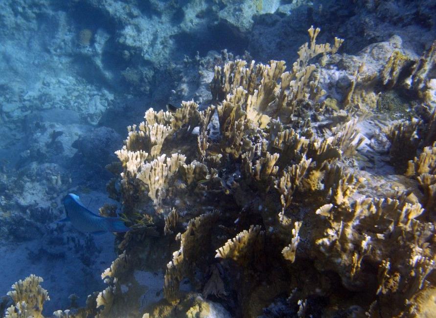 Des coraux dans les fonds marins (image d'illustration).