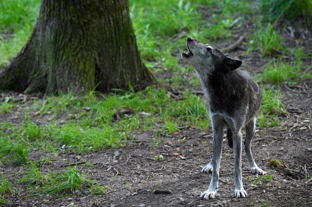 loup AFP