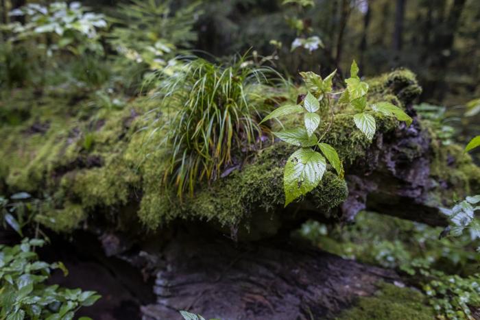 forêt arbres AFP