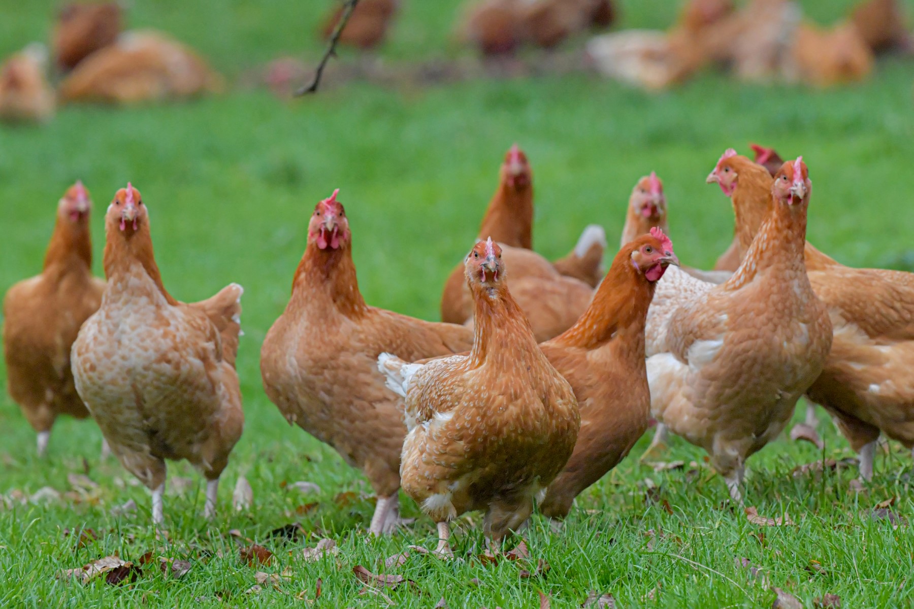 Élevage de poulets : l’autre crash agricole français