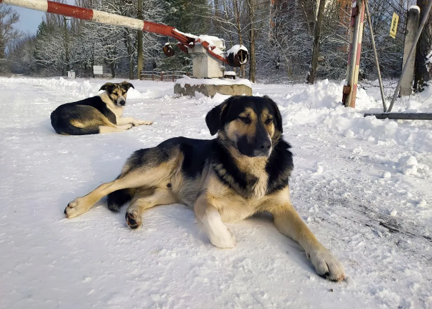 Chiens de Tchernobyl
