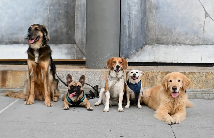 L'évolution des chiens.