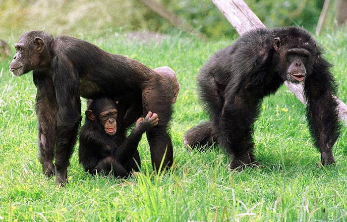 Le mâle dominant du groupe des vingt chimpanzés du zoo de Beauval à Saint-Aignan accompagne une femelle et son petit le 04 mai 2001.