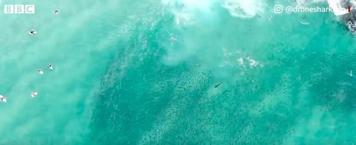 océan requins capture vidéo drone