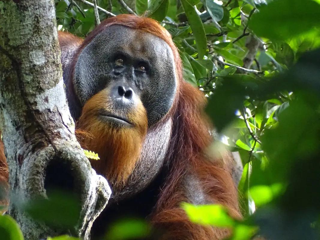 Les scientifiques ont longtemps essayé de comprendre le cerveau humain en le comparant à celui d'autres primates.