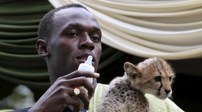 Usain Bolt Guépard