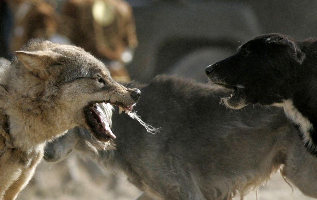 chien loup AFP