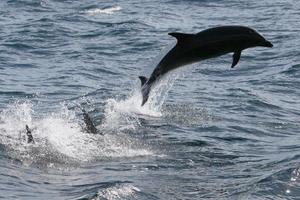 Dauphins.