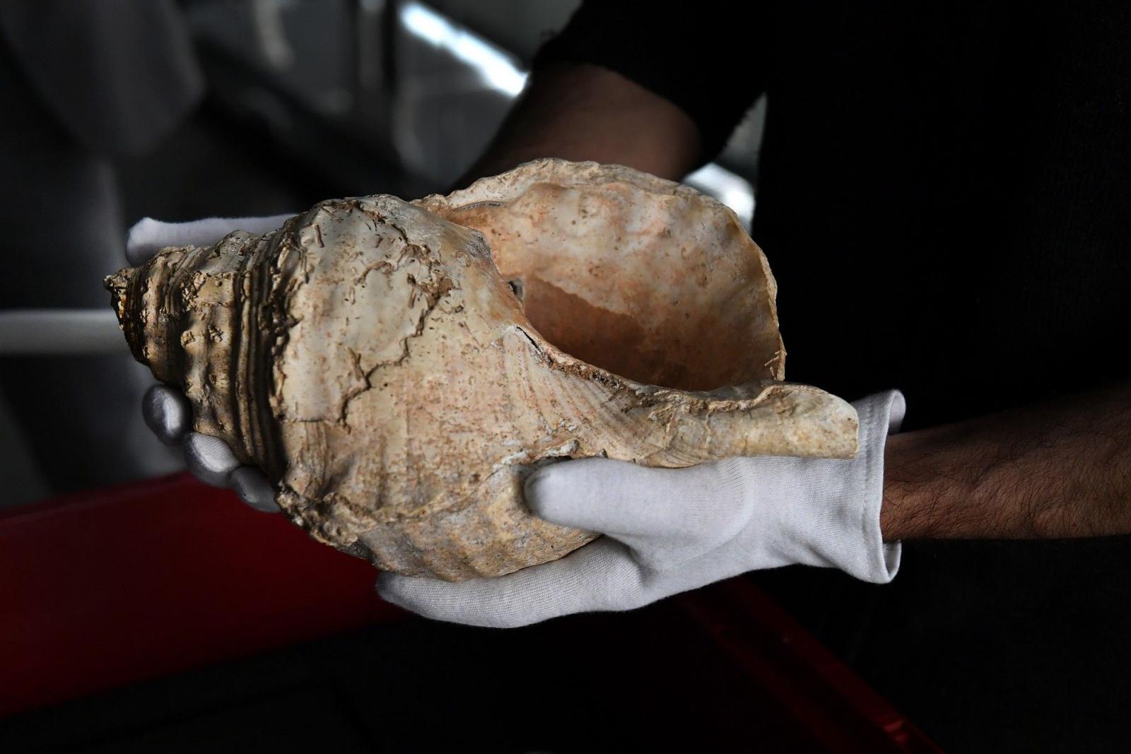 Coquillage