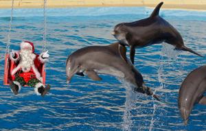 dauphins (illustration)