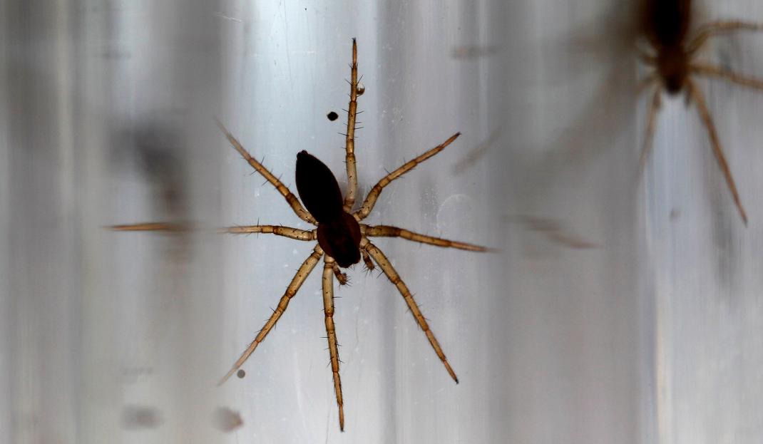 Des bébés araignées "dolomedes plantarius" élevées dans des tubes à essai au zoo de Chester, dans le nord de l'Angleterre en août 2011.
