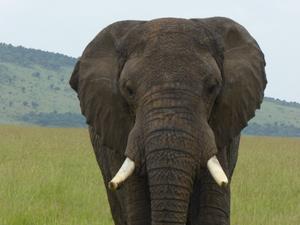 Eléphant - Crédit Morgan Bourven