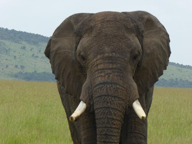 Eléphant - Crédit Morgan Bourven