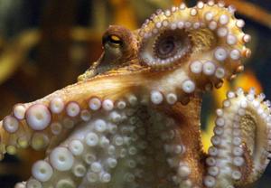 Une pieuvre à l'aquarium Sea Life d'Oberhausen, dans l'ouest de l'Allemagne.