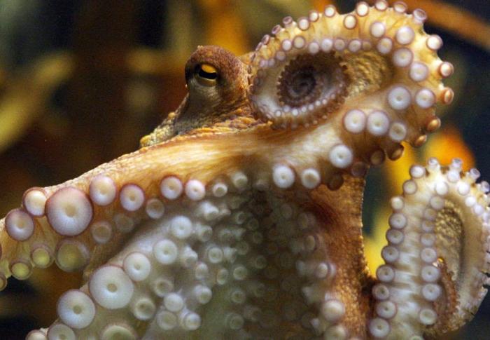 Une pieuvre à l'aquarium Sea Life d'Oberhausen, dans l'ouest de l'Allemagne.
