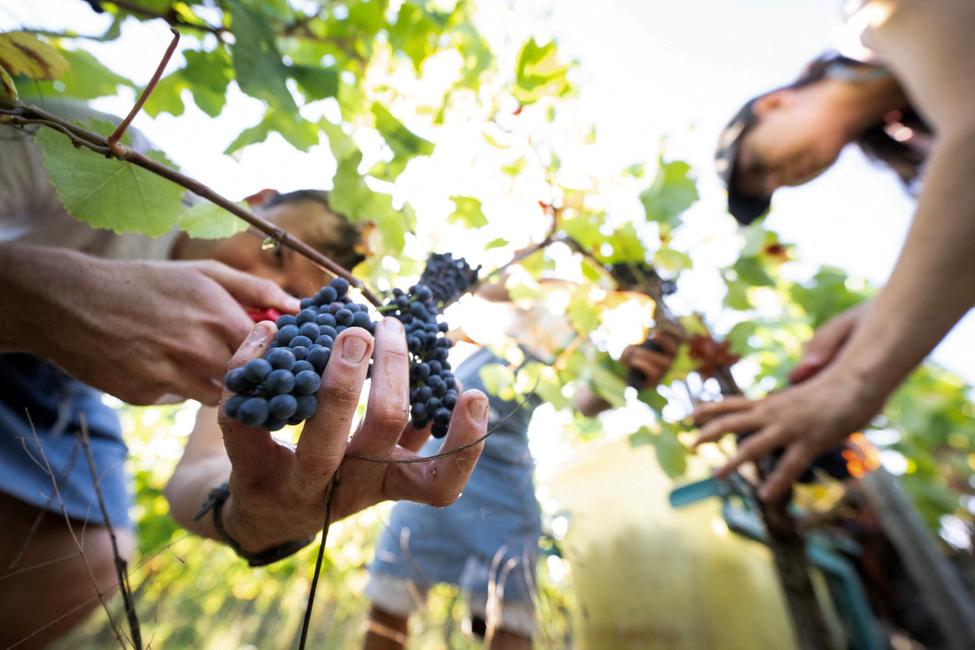Des vendangeurs coupent des grappes de pinot noir pour produire du crémant (vin mousseux) lors des vendanges au vignoble Domaine Moellinger, à Wettolsheim, dans l'est de la France, le 19 août 2025.