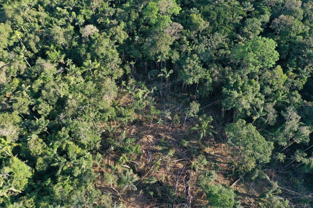 forêt amazonienne AFP