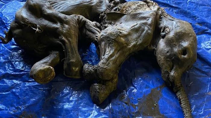 mammouth laineux Canada AFP