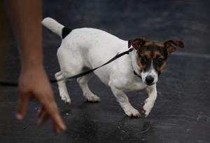 Un Jack Russell terrier, obéit à un ordre lors de son entraînement à la chasse aux rats, à l'Academy Dog Training de Silver Spring, dans le Maryland.