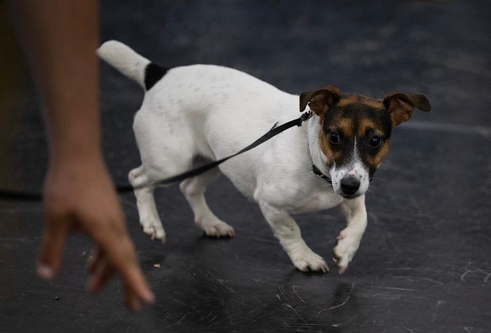 Un Jack Russell terrier, obéit à un ordre lors de son entraînement à la chasse aux rats, à l'Academy Dog Training de Silver Spring, dans le Maryland.