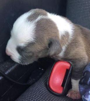 La police de Floride a brisé les vitres d'une voiture pour sauver un chiot enfermé dans une voiture.