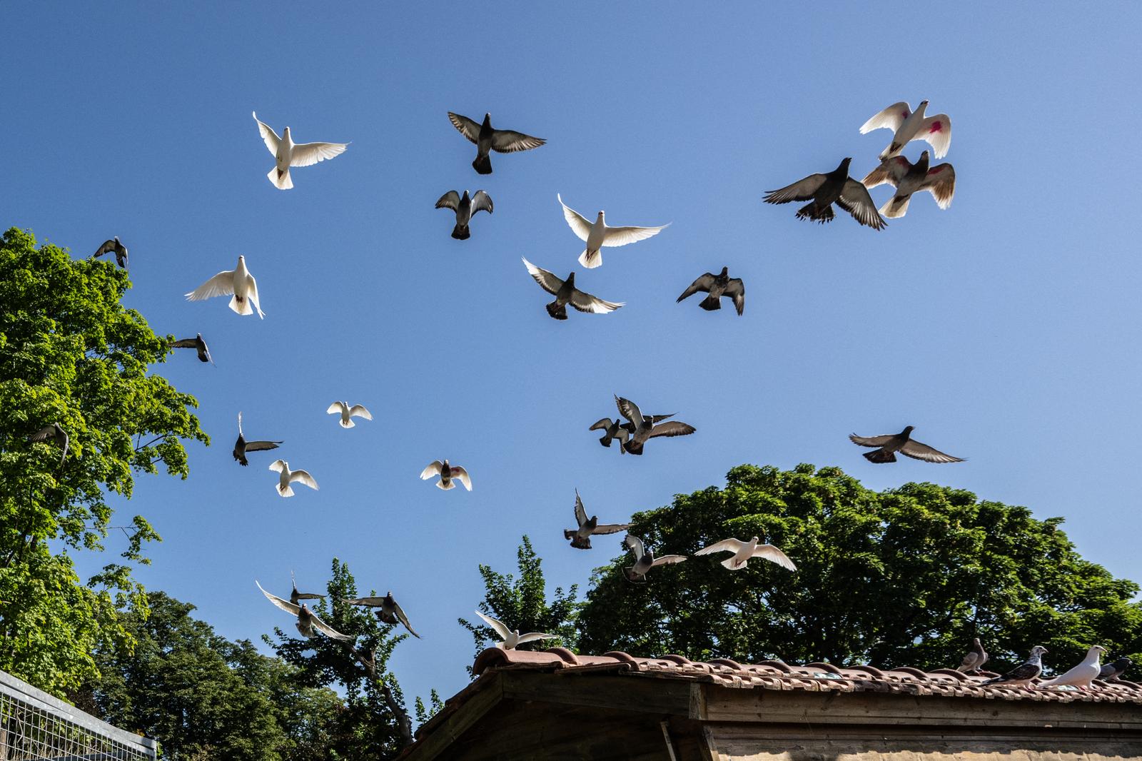Des pigeons survolent le pigeonnier militaire de l'armée française, à Suresnes, le 1er juillet 2025.