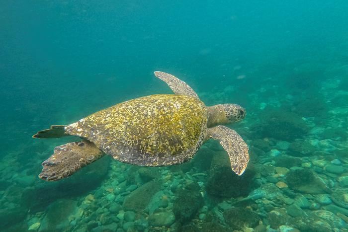 Une tortue nage près de l'île de Gorgona, dans l'océan Pacifique, au large de la côte sud-ouest de la Colombie.