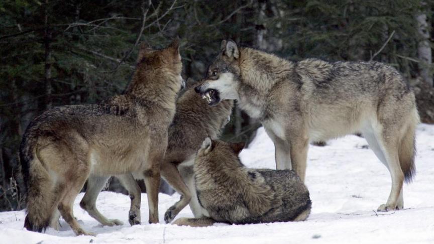 Meute de loups : un mâle alpha explique sa façon de penser à ses lieutenants