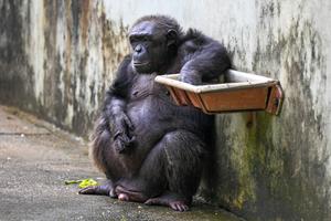 Un chimpanzé est photographié au zoo de Dehiwala, près de Colombo, le 13 mai 2023.