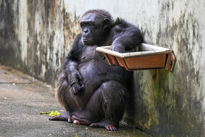 Un chimpanzé est photographié au zoo de Dehiwala, près de Colombo, le 13 mai 2023.