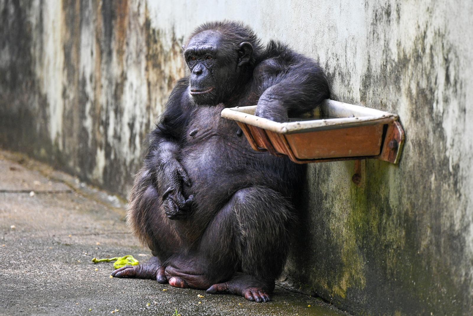 Un chimpanzé est photographié au zoo de Dehiwala, près de Colombo, le 13 mai 2023.
