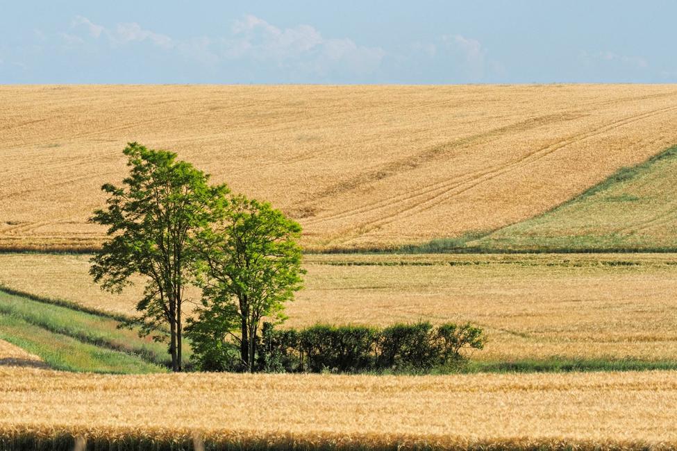 Agriculture champs AFP