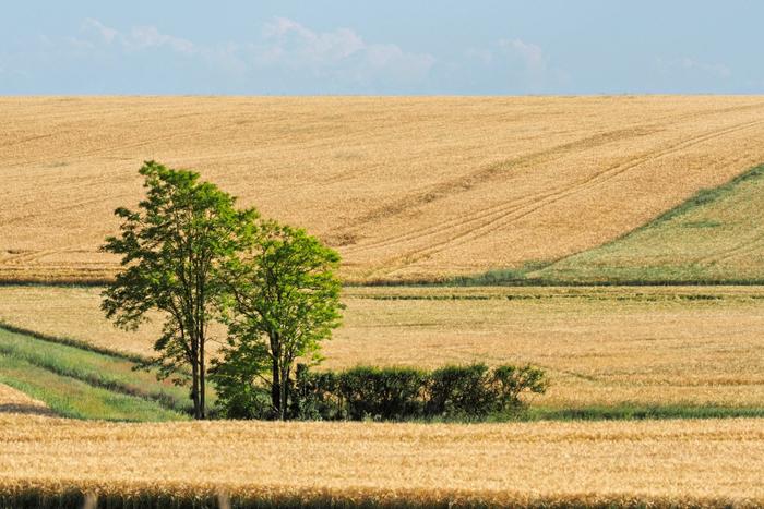 Agriculture champs AFP