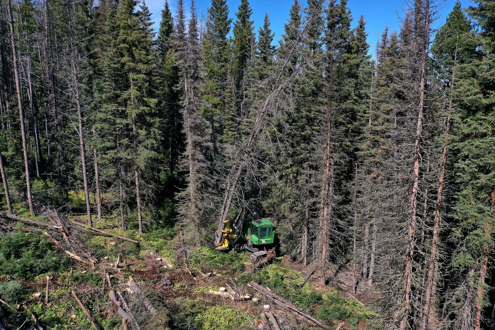 forêt AFP