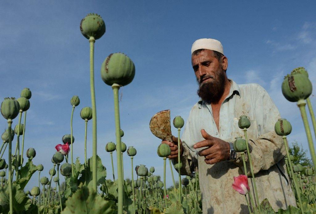 Afghanistan pavot AFP