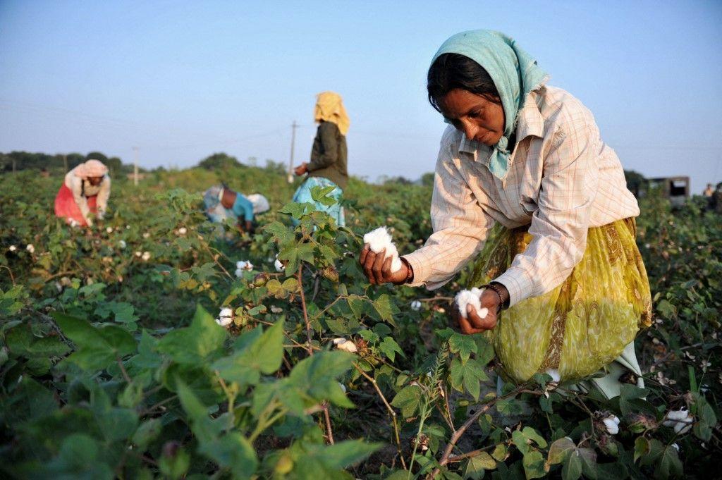 agriculture environnement coton Inde AFP