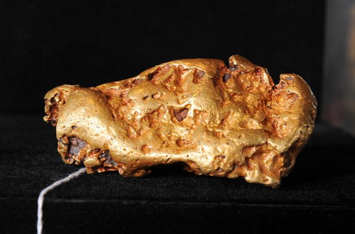 Une grosse pépite d'or australienne similaire au butin volé au muséum d'histoire naturelle, dont le prix de vente est estimé entre 100 000 et 150 000 dollars, est exposée lors d'une avant-première aux enchères, le 6 mai 2010 à Los Angeles. AFP PHOTO / Robyn Beck Photo de ROBYN BECK / AFP