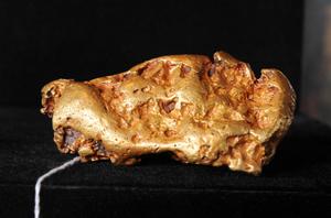 Une grosse pépite d'or australienne similaire au butin volé au muséum d'histoire naturelle, dont le prix de vente est estimé entre 100 000 et 150 000 dollars, est exposée lors d'une avant-première aux enchères, le 6 mai 2010 à Los Angeles. AFP PHOTO / Robyn Beck Photo de ROBYN BECK / AFP