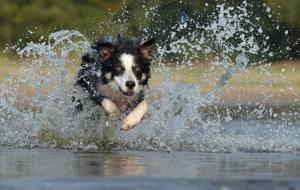 À la différence de l’homme, qui parvient à réguler sa température corporelle en transpirant, les chiens et les chats ont du mal à se rafraîchir