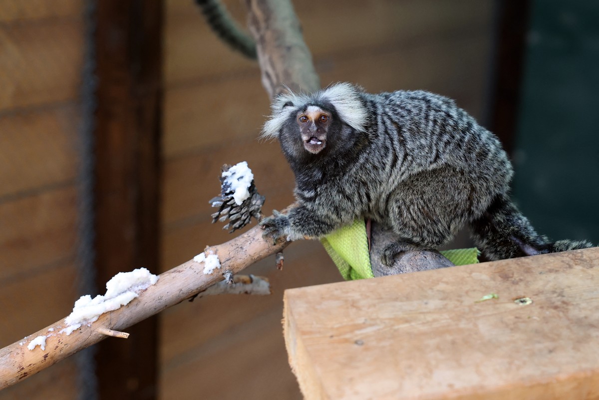 Qui est Likweli, ce singe récemment baptisé, dont le nom évoque les secrets cachés du Congo ?