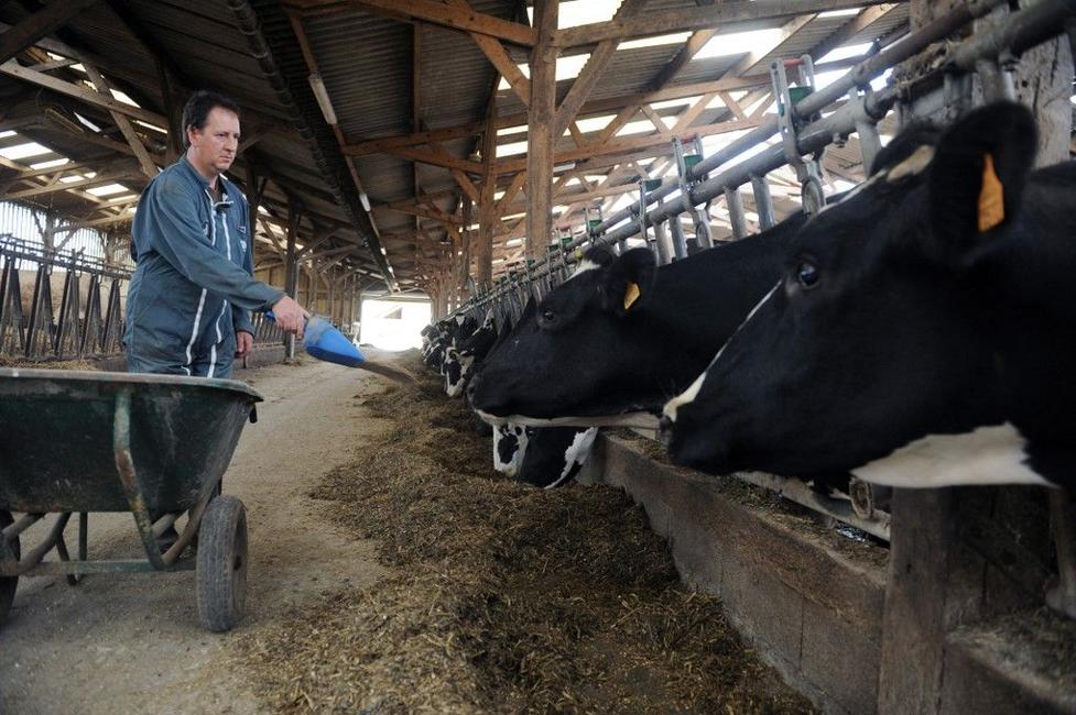 éleveur vaches AFP