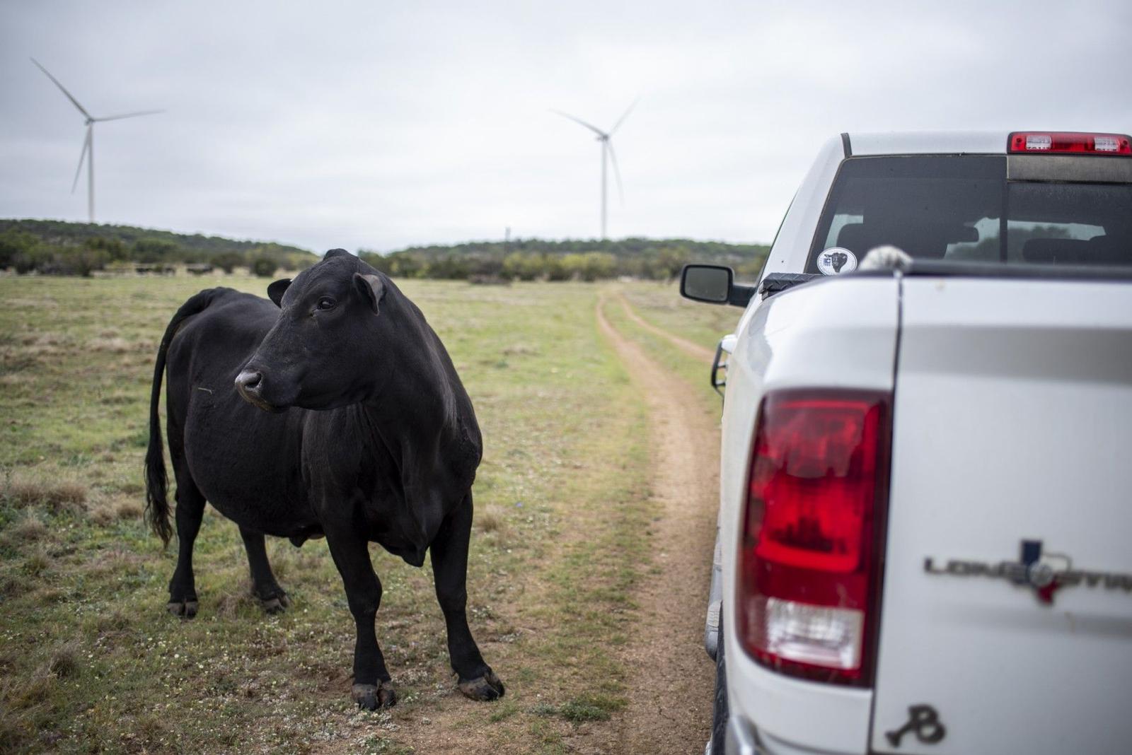 vache Texas AFP