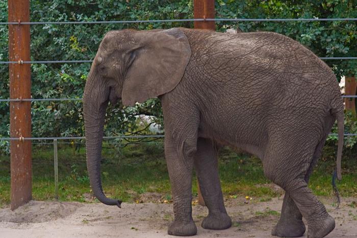 Éléphant (image d'illustration)