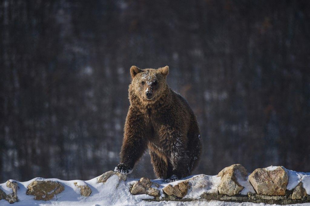 ours brun - afp