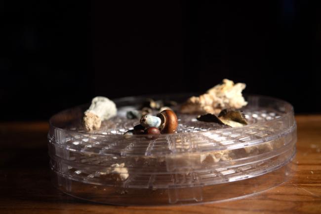 Des champignons contenant de la psilocybine, ici photographiés au Colorado, le 18 février 2025.