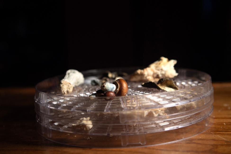 Des champignons contenant de la psilocybine, ici photographiés au Colorado, le 18 février 2025.