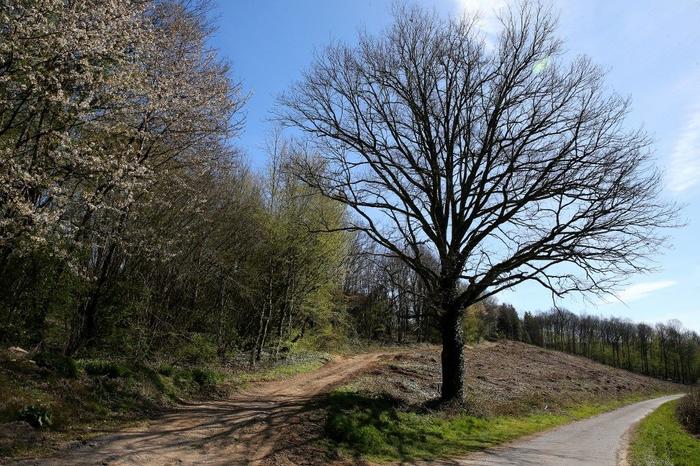 forêt France arbres AFP